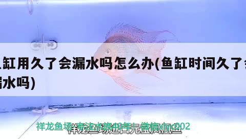 魚缸用久了會漏水嗎怎么辦(魚缸時間久了會漏水嗎) 印尼小紅龍