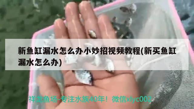 新魚缸漏水怎么辦小妙招視頻教程(新買魚缸漏水怎么辦)