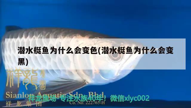 潛水艇魚為什么會變色(潛水艇魚為什么會變黑)