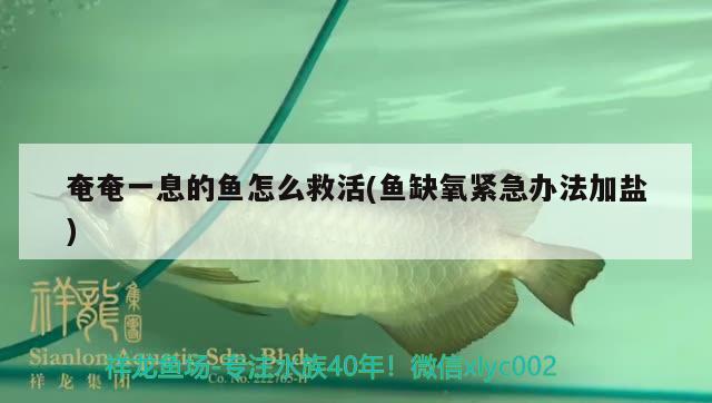 奄奄一息的魚(yú)怎么救活(魚(yú)缺氧緊急辦法加鹽) 觀賞魚(yú)