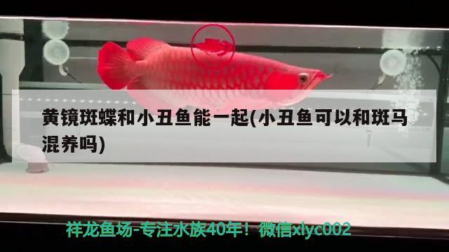 黃鏡斑蝶和小丑魚能一起(小丑魚可以和斑馬混養(yǎng)嗎) 海水魚