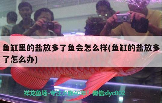 魚(yú)缸里的鹽放多了魚(yú)會(huì)怎么樣(魚(yú)缸的鹽放多了怎么辦)