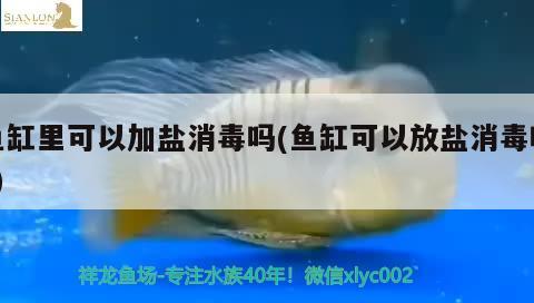 魚缸里可以加鹽消毒嗎(魚缸可以放鹽消毒嗎?) 黑影道人魚