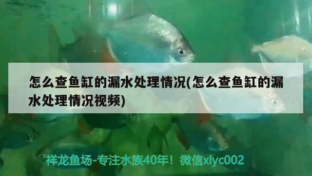 怎么查魚缸的漏水處理情況(怎么查魚缸的漏水處理情況視頻)