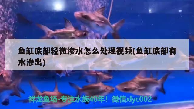 魚缸底部輕微滲水怎么處理視頻(魚缸底部有水滲出)