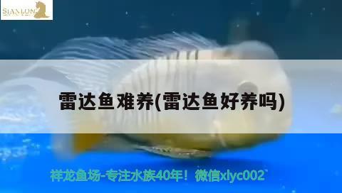 雷達(dá)魚難養(yǎng)(雷達(dá)魚好養(yǎng)嗎) 觀賞魚