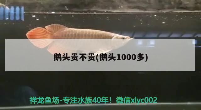 鵝頭貴不貴(鵝頭1000多)