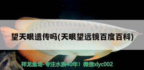 望天眼遺傳嗎(天眼望遠(yuǎn)鏡百度百科) 觀賞魚