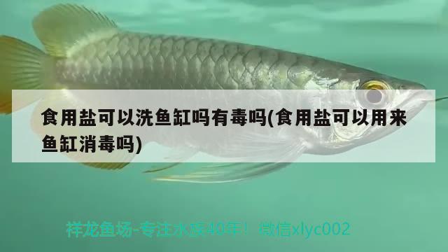 食用鹽可以洗魚缸嗎有毒嗎(食用鹽可以用來魚缸消毒嗎) 非洲象鼻魚