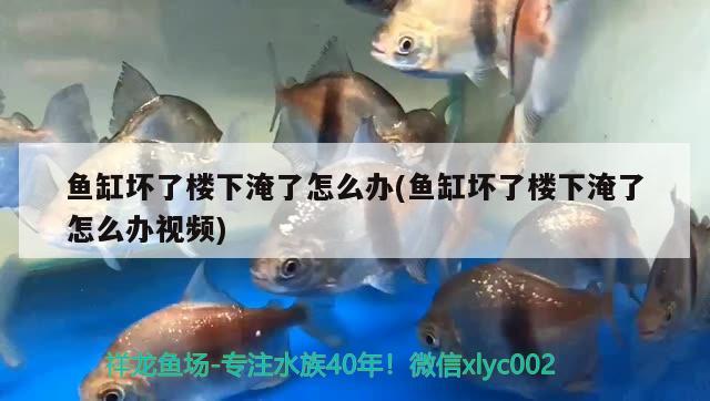 魚缸壞了樓下淹了怎么辦(魚缸壞了樓下淹了怎么辦視頻) 祥龍水族醫(yī)院