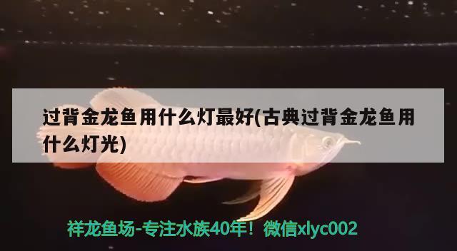 過背金龍魚用什么燈最好(古典過背金龍魚用什么燈光) 古典過背金龍魚