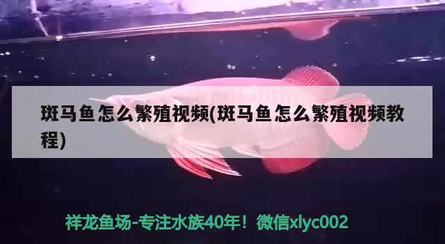 斑馬魚怎么繁殖視頻(斑馬魚怎么繁殖視頻教程)