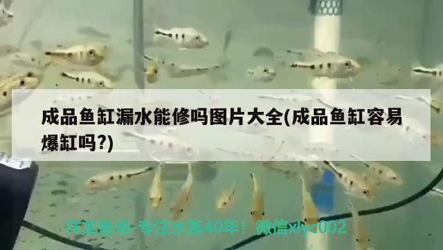 成品魚缸漏水能修嗎圖片大全(成品魚缸容易爆缸嗎?)