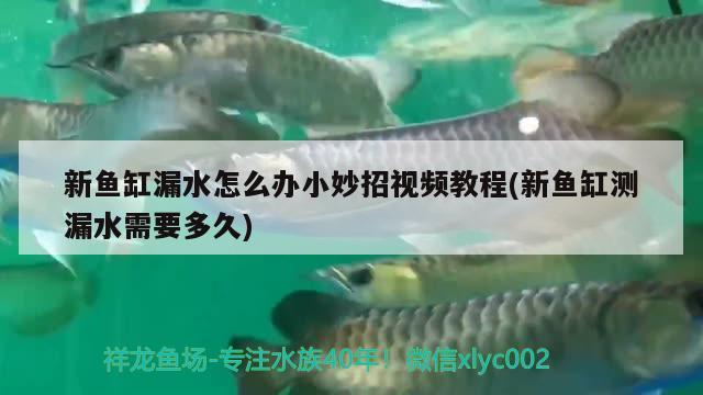 新魚(yú)缸漏水怎么辦小妙招視頻教程(新魚(yú)缸測(cè)漏水需要多久)