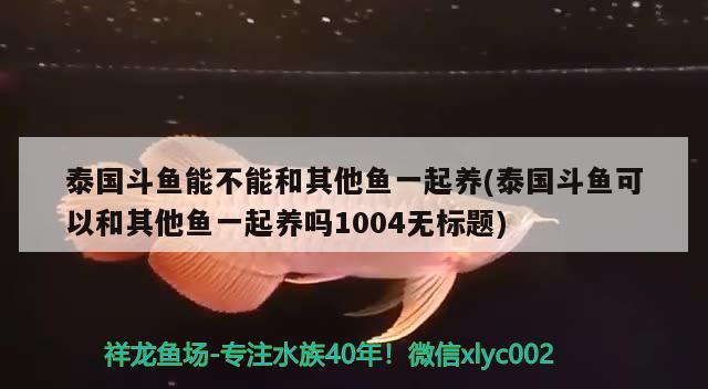 泰國(guó)斗魚(yú)能不能和其他魚(yú)一起養(yǎng)(泰國(guó)斗魚(yú)可以和其他魚(yú)一起養(yǎng)嗎1004無(wú)標(biāo)題) 泰國(guó)斗魚(yú) 第2張