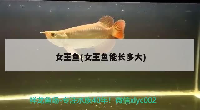 女王魚(女王魚能長多大)