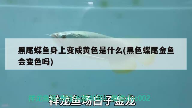 黑尾蝶魚身上變成黃色是什么(黑色蝶尾金魚會(huì)變色嗎)