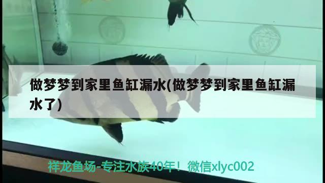 做夢夢到家里魚缸漏水(做夢夢到家里魚缸漏水了)