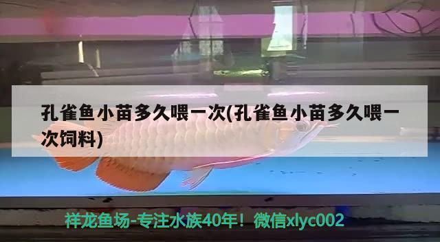 孔雀魚小苗多久喂一次(孔雀魚小苗多久喂一次飼料)