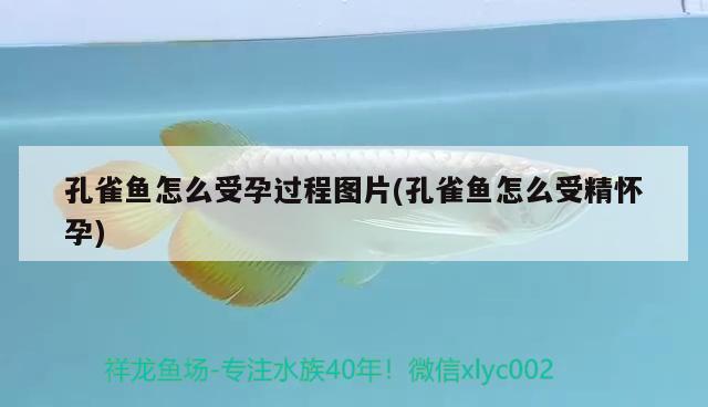 孔雀魚怎么受孕過(guò)程圖片(孔雀魚怎么受精懷孕)