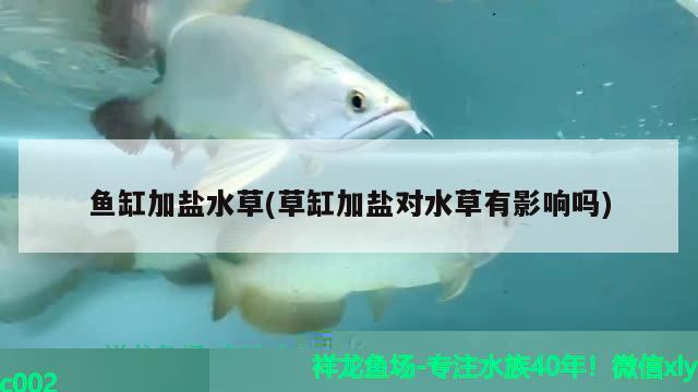 銀龍魚與什么魚混養(yǎng)最好(銀龍魚與什么魚混養(yǎng)最好看) 銀龍魚