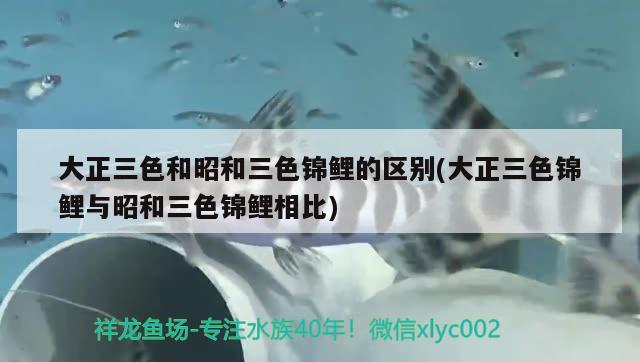 大正三色和昭和三色錦鯉的區(qū)別(大正三色錦鯉與昭和三色錦鯉相比)