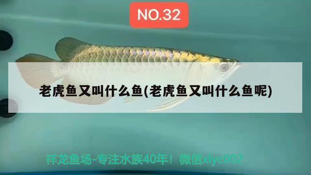 老虎魚又叫什么魚(老虎魚又叫什么魚呢)