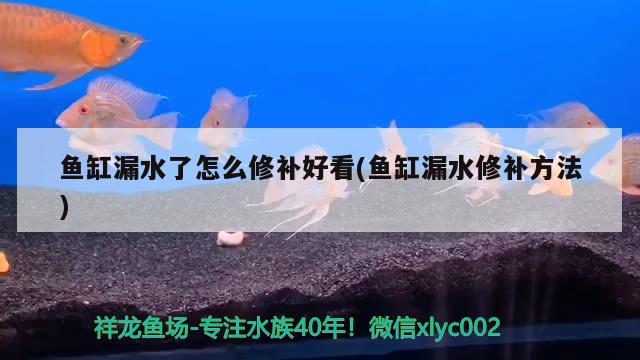 魚缸漏水了怎么修補(bǔ)好看(魚缸漏水修補(bǔ)方法)