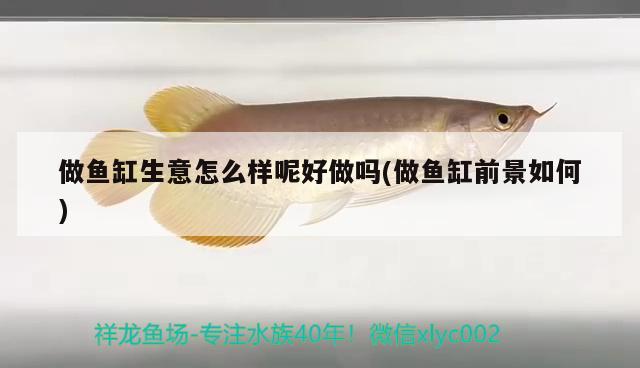 做魚缸生意怎么樣呢好做嗎(做魚缸前景如何)