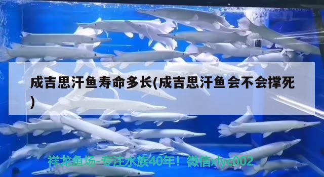 成吉思汗魚壽命多長(成吉思汗魚會不會撐死) 觀賞魚