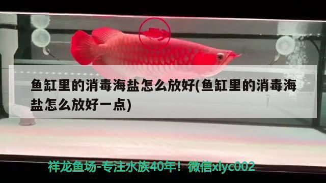 魚缸里的消毒海鹽怎么放好(魚缸里的消毒海鹽怎么放好一點) 虎魚魚苗