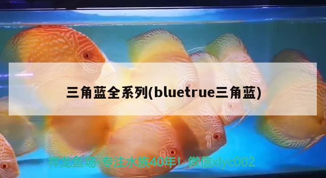 三角藍(lán)全系列(bluetrue三角藍(lán)) 觀賞魚(yú)