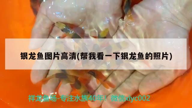 銀龍魚圖片高清(幫我看一下銀龍魚的照片) 銀龍魚