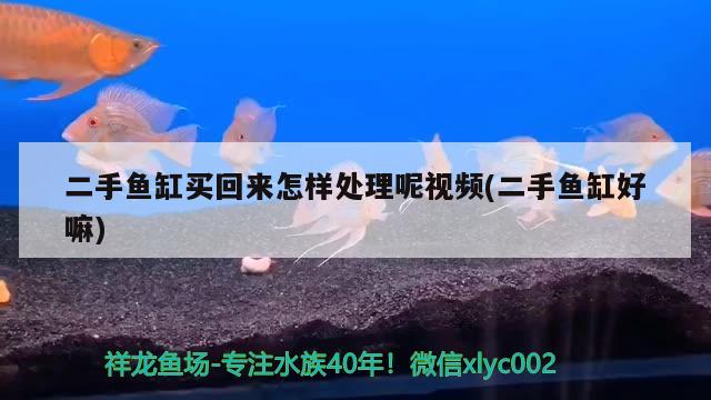 二手魚缸買回來怎樣處理呢視頻(二手魚缸好嘛)