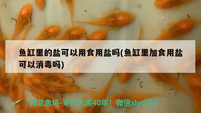 魚缸里的鹽可以用食用鹽嗎(魚缸里加食用鹽可以消毒嗎) 皇冠黑白魟魚