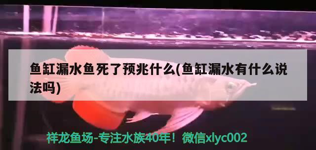 魚缸漏水魚死了預(yù)兆什么(魚缸漏水有什么說法嗎)