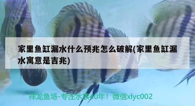 家里魚缸漏水什么預(yù)兆怎么破解(家里魚缸漏水寓意是吉兆)