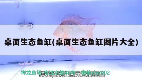 桌面生態(tài)魚缸(桌面生態(tài)魚缸圖片大全) 黑金魟魚