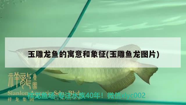 玉雕龍魚的寓意和象征(玉雕魚龍圖片) 觀賞魚