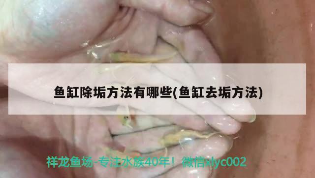 魚缸除垢方法有哪些(魚缸去垢方法)