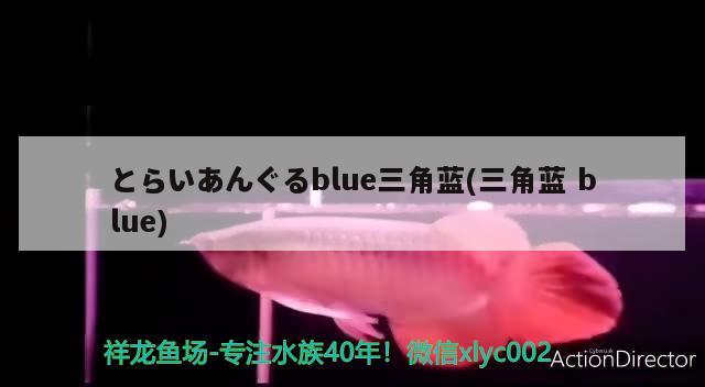 とらいあんぐるblue三角藍(三角藍blue) 觀賞魚