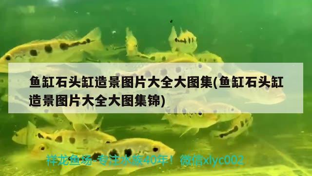 魚(yú)缸石頭缸造景圖片大全大圖集(魚(yú)缸石頭缸造景圖片大全大圖集錦) 金龍福龍魚(yú) 第2張