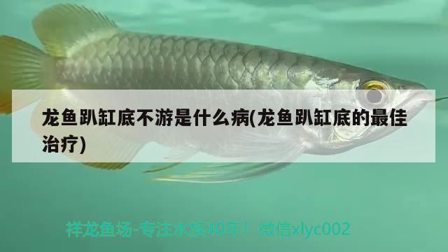 龍魚趴缸底不游是什么病(龍魚趴缸底的最佳治療)