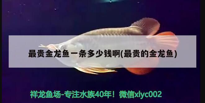 最貴金龍魚一條多少錢啊(最貴的金龍魚) 觀賞魚 第2張