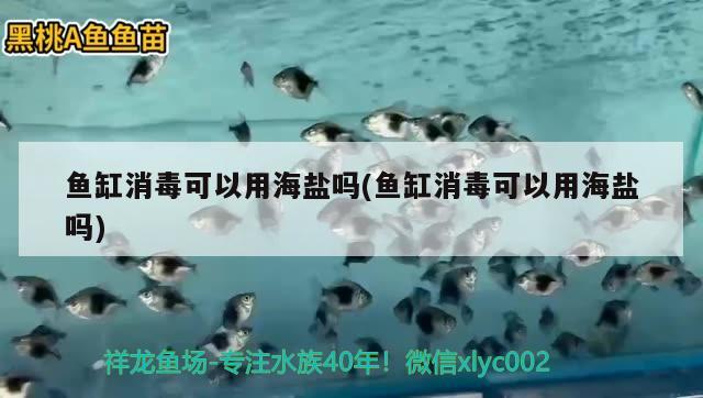 魚缸消毒可以用海鹽嗎(魚缸消毒可以用海鹽嗎)