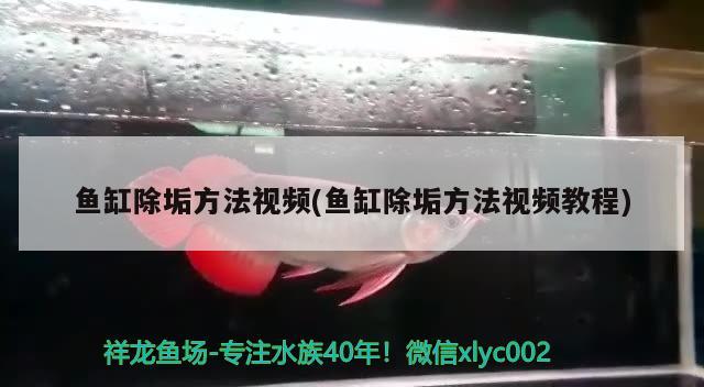 魚缸除垢方法視頻(魚缸除垢方法視頻教程) 魚缸清潔用具