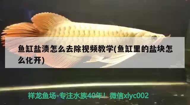 魚缸鹽漬怎么去除視頻教學(xué)(魚缸里的鹽塊怎么化開) 星點(diǎn)金龍魚