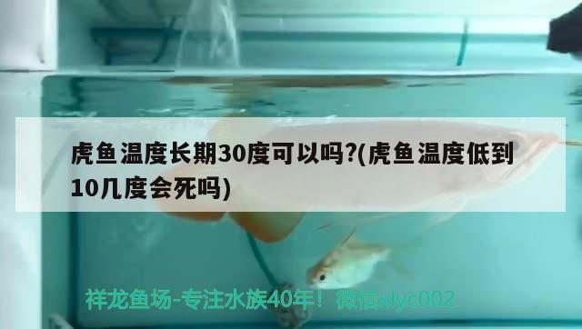 虎魚溫度長期30度可以嗎?(虎魚溫度低到10幾度會死嗎) 虎魚百科