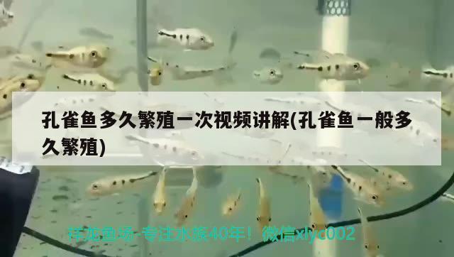 孔雀魚多久繁殖一次視頻講解(孔雀魚一般多久繁殖)