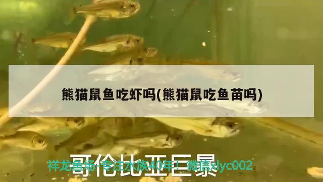 熊貓鼠魚吃蝦嗎(熊貓鼠吃魚苗嗎)